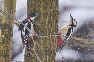 compr_IMG_1631_1.jpg compr_IMG_1631_1.jpg