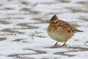 compr_IMG_2000_1.jpg compr_IMG_2000_1.jpg