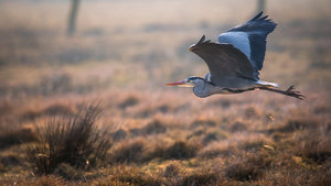 _MG_7645.jpg _MG_7645.jpg