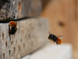 2 Bienen.jpg