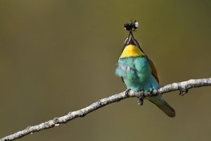 comp_DSC_7239 Bienenfresser Hummel.jpg