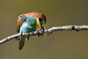 comp_DSC_7280 Bienenfresser Hummel.jpg