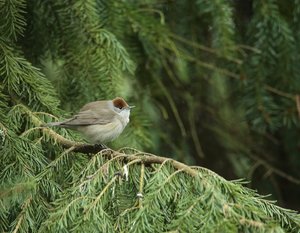 Mönchsgrasmücke, W.jpg