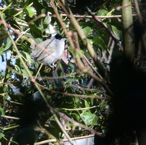 Mönschsgrasmücke, M.jpg