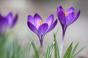 Krokusse.jpg