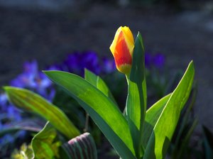 Tulpe1.jpg