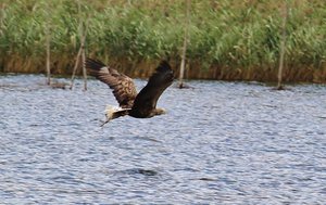 IMG_4564 (1024x645).jpg