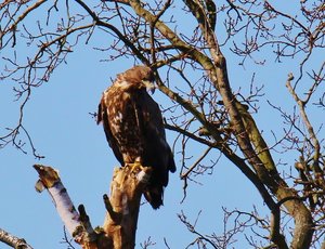 IMG_9665 (800x611).jpg