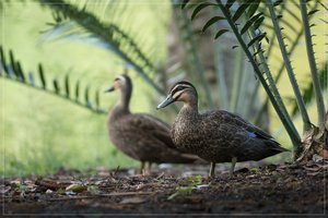 1200_Frame_A6500013.jpg 1200_Frame_A6500013.jpg