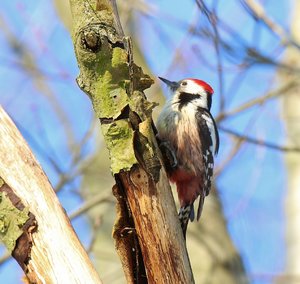 comp_IMG_7933 - Kopie.jpg