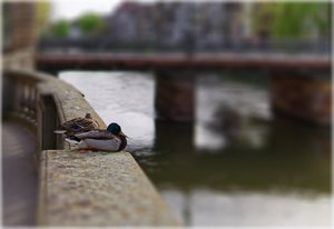 Bild 16.04.18 um 09.17.jpg Bild 16.04.18 um 09.17.jpg