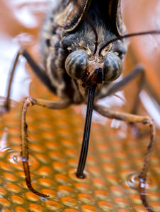 P1470781.jpg P1470781.jpg