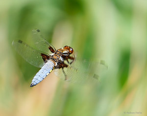 2018-05-06 18-36-04 (B,Radius8,Smoothing4)_SHARPEN projects-Bearbeitet3.jpg