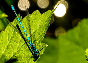 Libelle-beschnitten-4.jpg Libelle-beschnitten-4.jpg