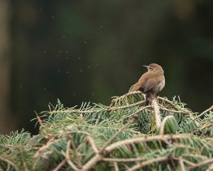 Zaunkönig am Nest.JPG