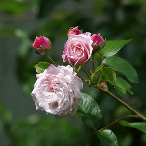 Rose I.jpg
