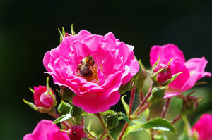 Taschen vollstopfen.jpg