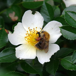 Ich stopfe mir die Taschen voller Gold.jpg