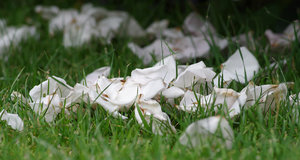 Vergänglichkeit des Seins.jpg