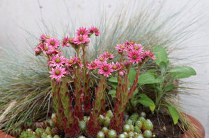 Hauswurz blüht sich zu Tode.jpg