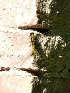 libellr 114b,,,,,.jpg