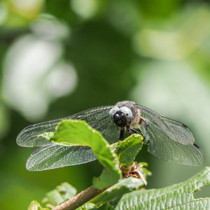 OMD81264.jpg OMD81264.jpg