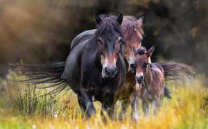 _MG_9804 1300 groß.jpg