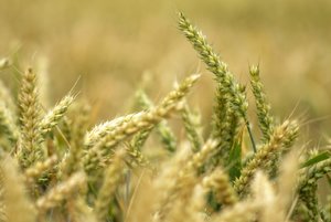 comp_D_MG_1263 copy.jpg