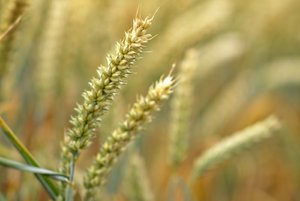 comp_D_MG_1274 copy.jpg