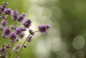 comp_D_MG_1455 copy.jpg