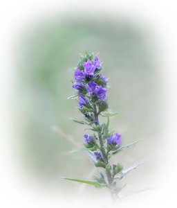 Blauer Natternkopf_filtered.jpg