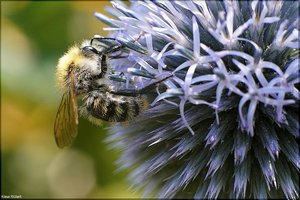 Bild - 21.jpg Bild - 21.jpg