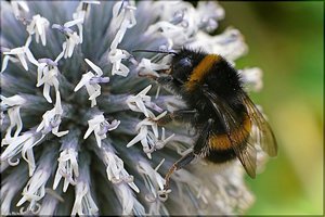 Bild - 25.jpg Bild - 25.jpg