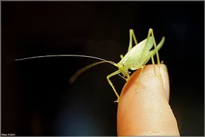 Bild - 30.jpg Bild - 30.jpg