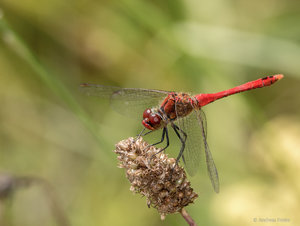 P1550418.jpg P1550418.jpg