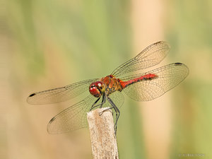 2018-07-13 18-08-30 (C).jpg