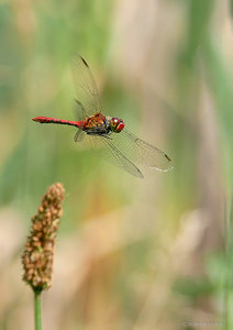 P1550749-2.jpg P1550749-2.jpg