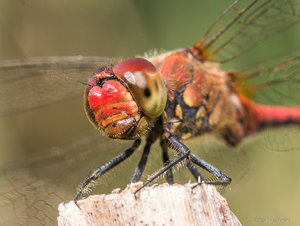 P1560118-2.jpg P1560118-2.jpg