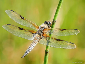 2018-07-14 11-21-01 (B,Radius8,Smoothing4).jpg 2018-07-14 11-21-01 (B,Radius8,Smoothing4).jpg