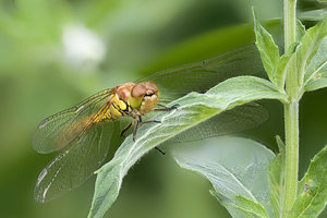 2018-07-15 21-17-11 (A,Radius8,Smoothing4).jpg