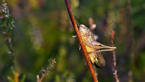 WestlicheBeissschrecke.jpg