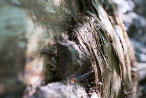 BILDERFORUM__DSC9204-f4.jpg BILDERFORUM__DSC9204-f4.jpg