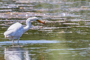 compr_IMG_2320_1.jpg compr_IMG_2320_1.jpg