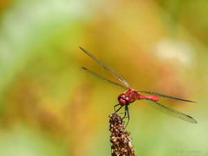 P1590213_SHARPEN projects.jpg