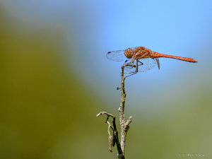 DSC_7365_SHARPEN projects.jpg