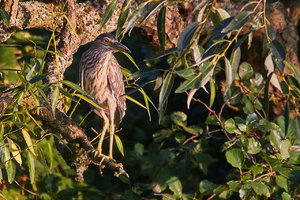 compr_IMG_0123.jpg compr_IMG_0123.jpg