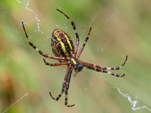 2018-07-29 20-22-08 (A,Radius8,Smoothing4)_SHARPEN projects.jpg