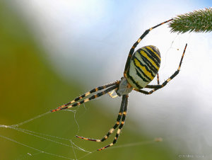 2018-08-10 17-29-08 (B,Radius8,Smoothing4).jpg