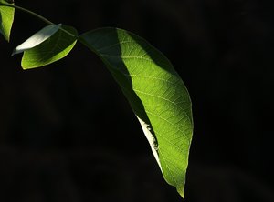 Licht-Schatten-Blatt.jpg