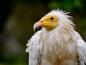 P1600894_SHARPEN projects.jpg